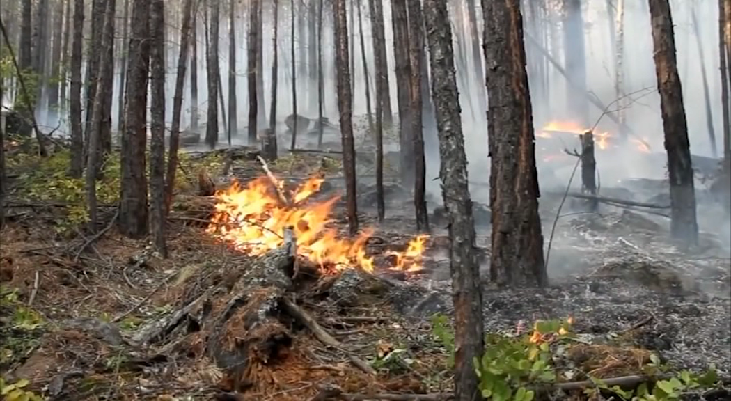 В Прикамье в этом году возникло на треть больше лесных пожаров