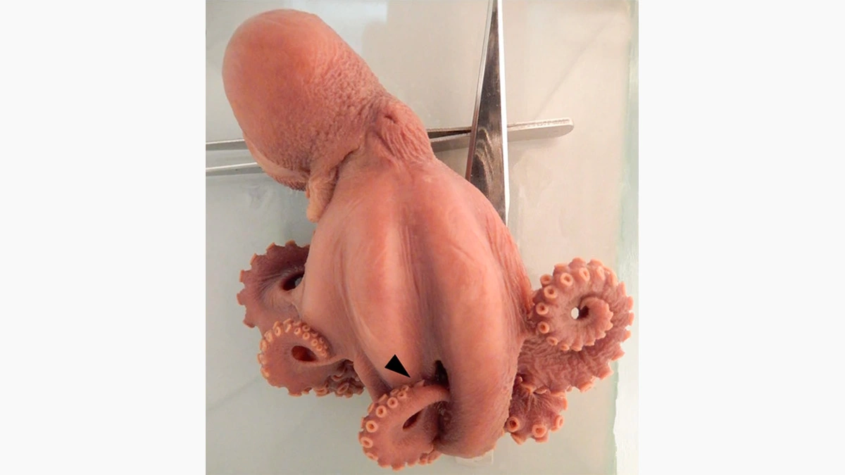 <p>Новый вид осьминога Muusoctopus aegir помещен в зоологический музей КФУ</p>