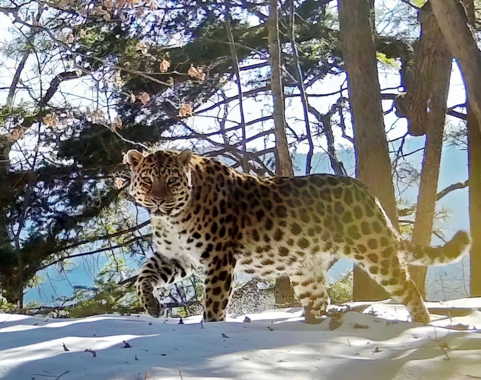 пресс-служба ФГБУ «Земля леопарда»