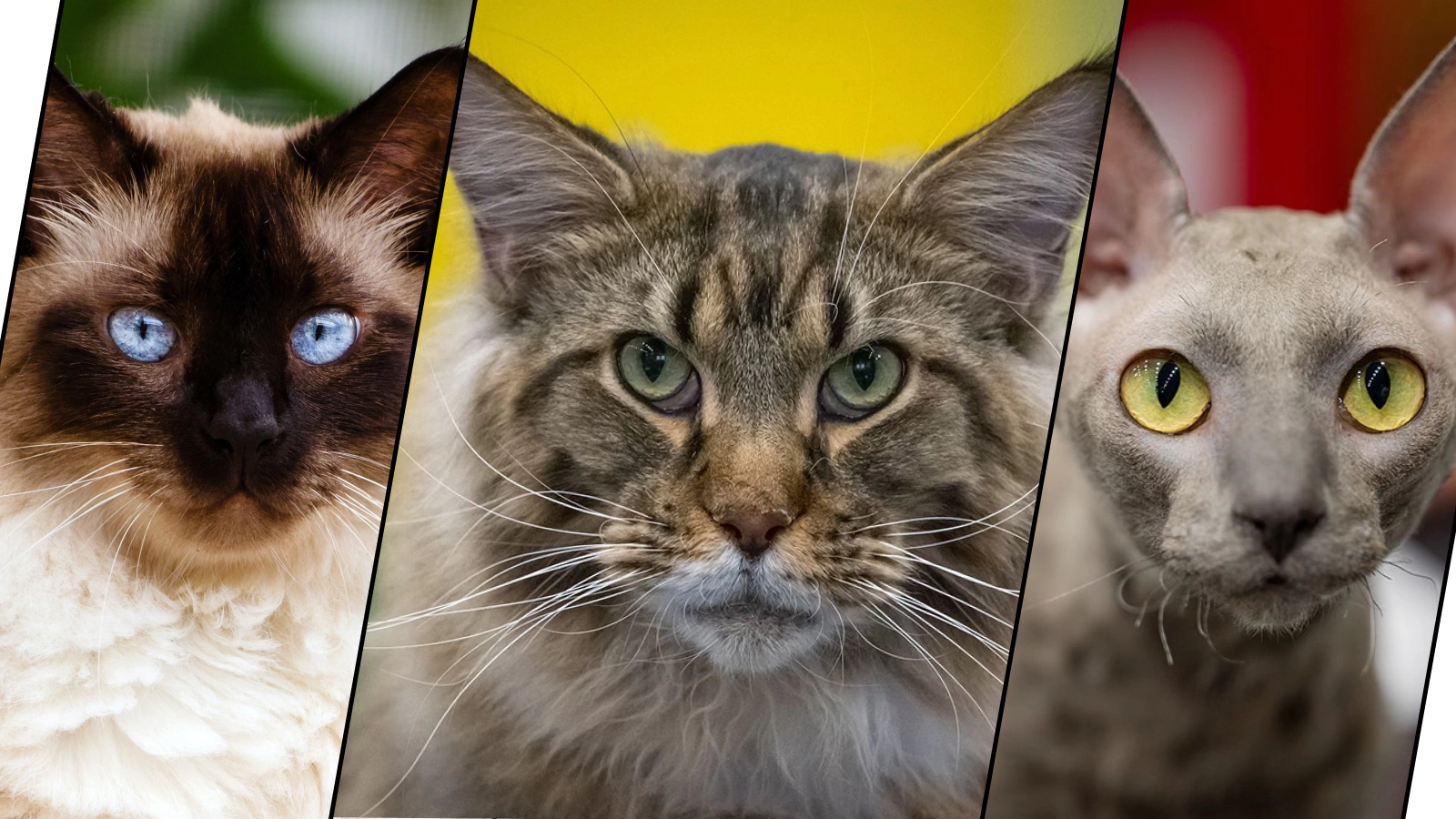 Гималайская кошка, мейн-кун, корниш-рекс