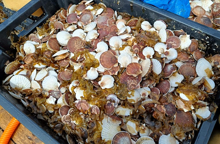 агентство по рыболовству Приморского края