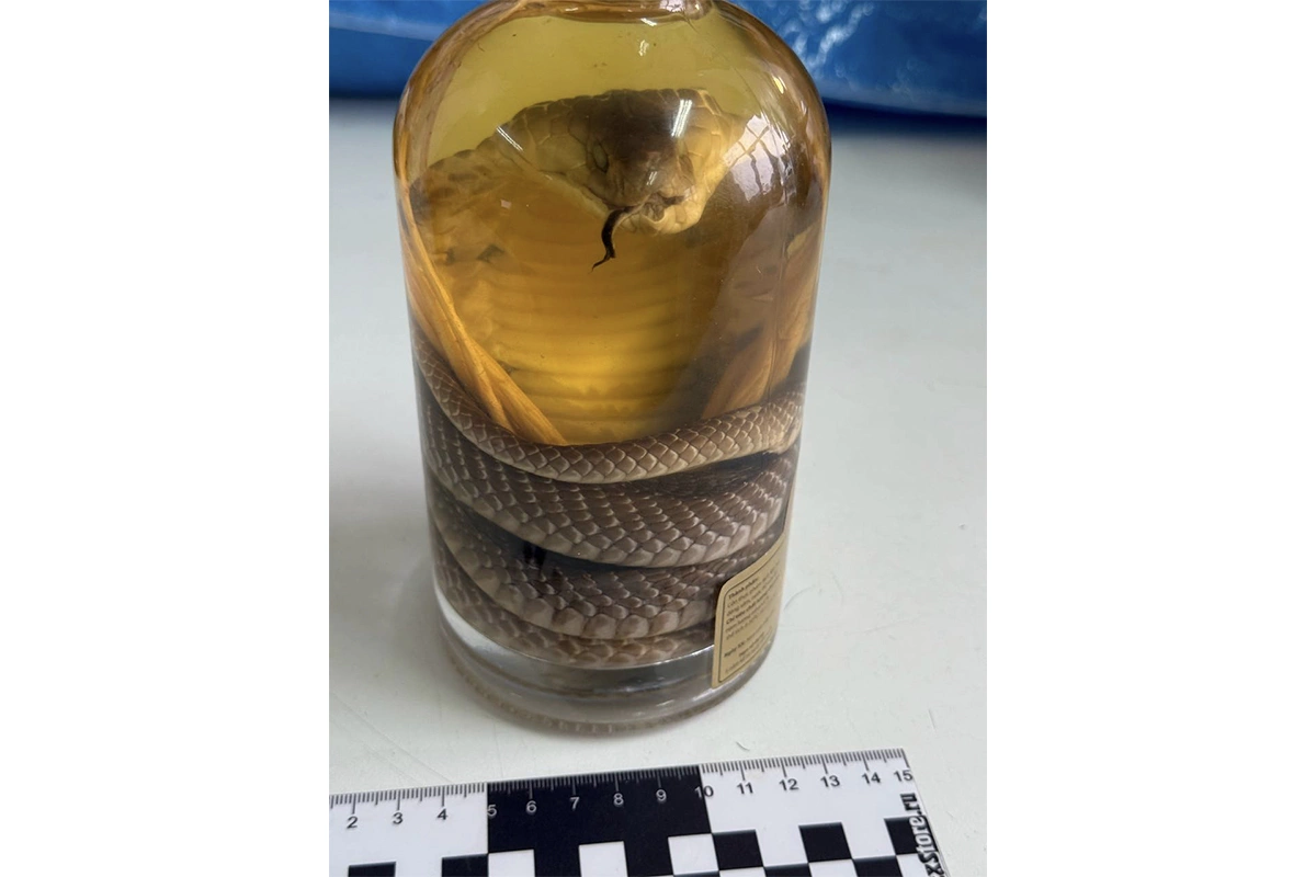 Заспиртованная змея