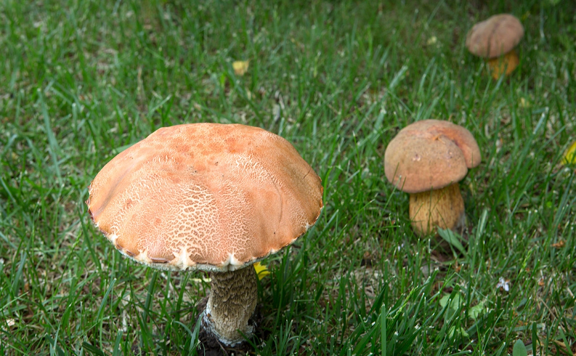 Николай Гынгазов / ТАСС