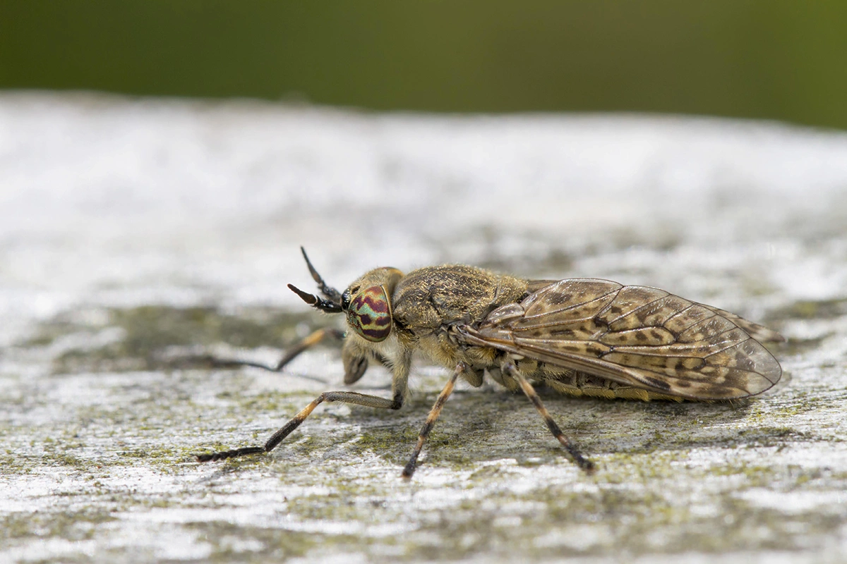 Слепни пьют кровь через порезы, которые они делают на коже своего хозяина
