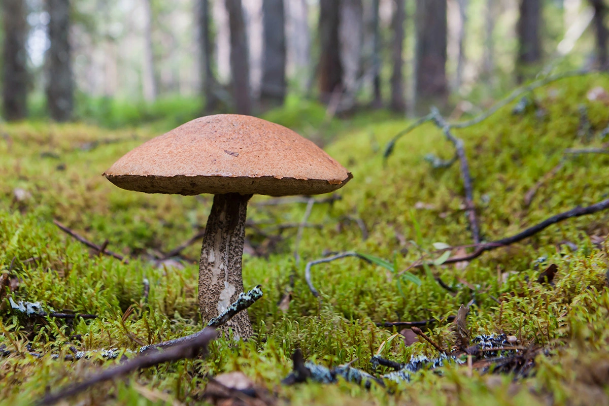 Белые грибы и подберезовики можно встретить в лесах, где есть березы, а подосиновики — в осинниках