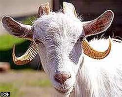 В Белоруссии создадут козу-мутанта с человеческим геном