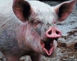 Американская свинья заразилась "свиным гриппом" 
