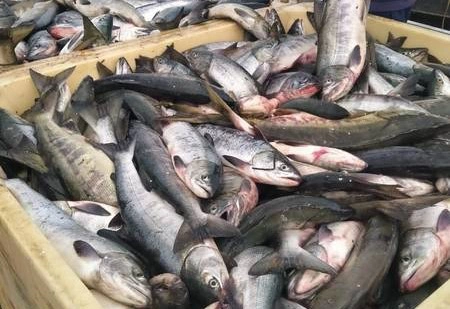 Правительство Сахалинской области