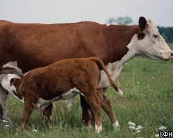 В США выявлено "коровье бешенство"