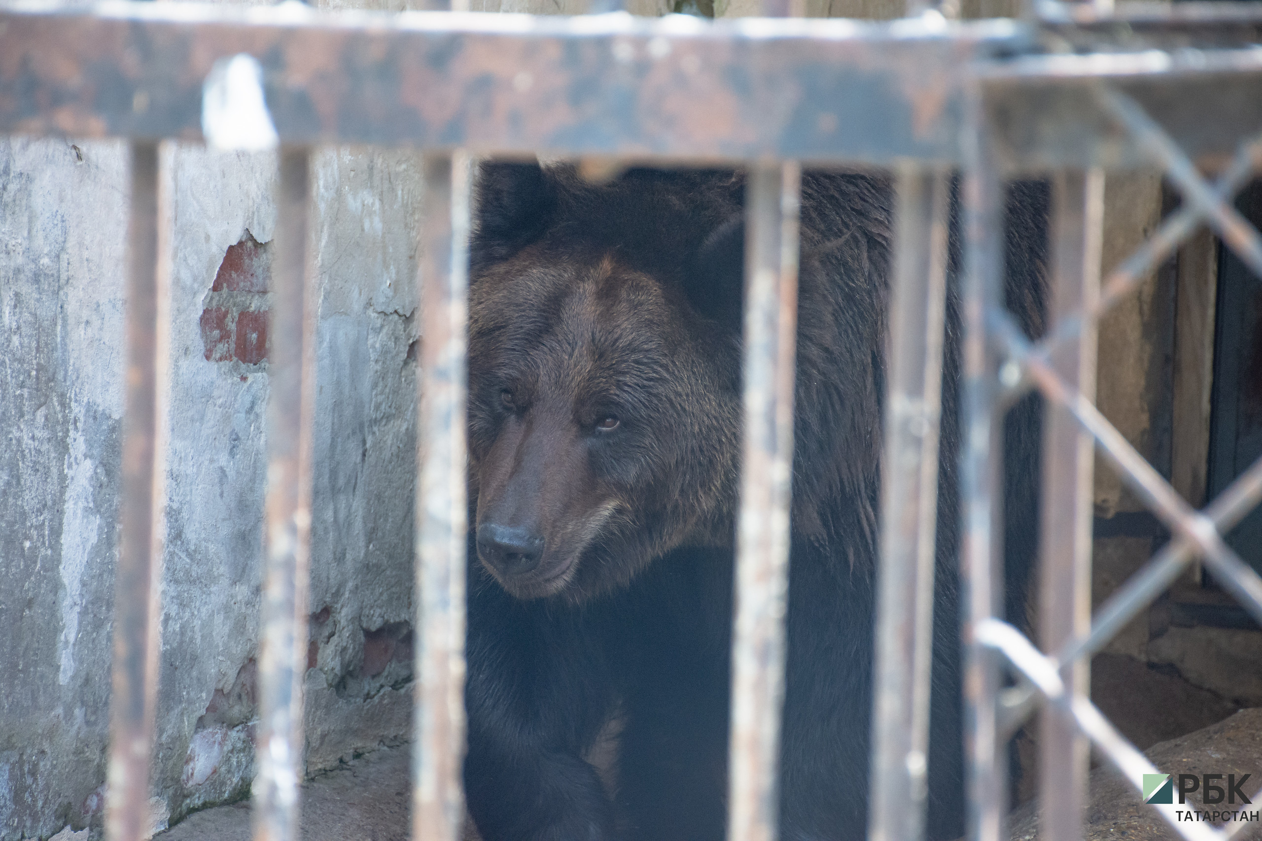 В приютах и зоопарках РТ зафиксировали нарушения норм содержания животных