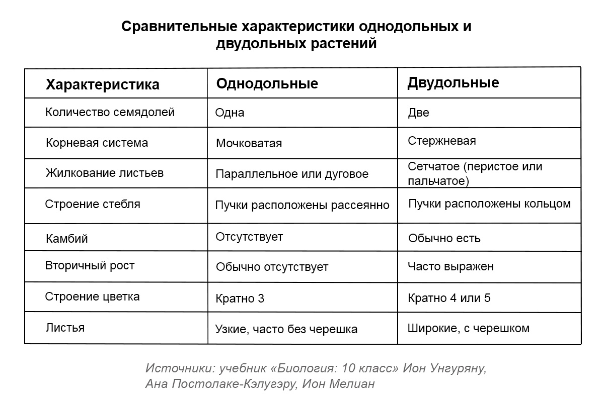 Сравнительные характеристики однодольных и двудольных растений