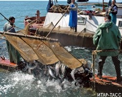 Лосось в России подешевеет благодаря потеплению климата