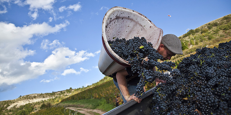 В России вырастут цены на европейские вина из-за неурожая