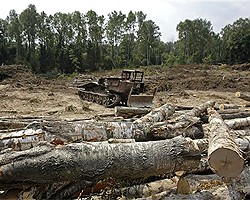 Правительство не может выполнить обещания по Химкинскому лесу