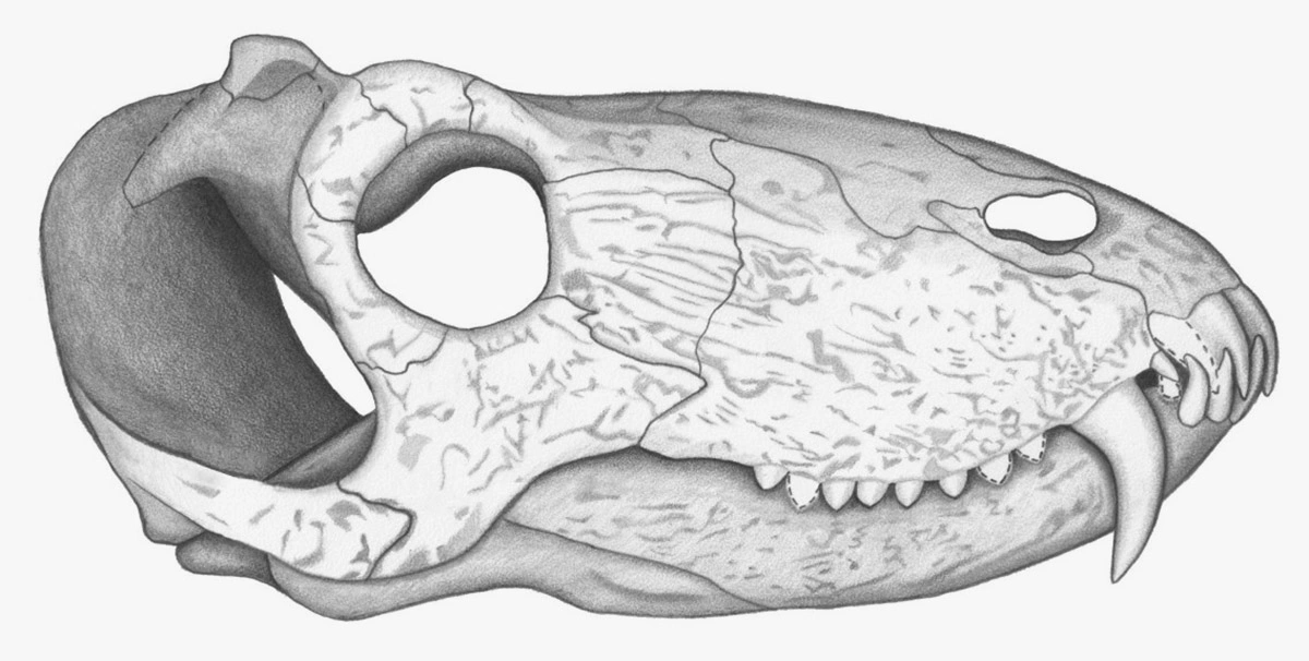 <p>Реконструкция черепа Pampaphoneus biccai</p>
