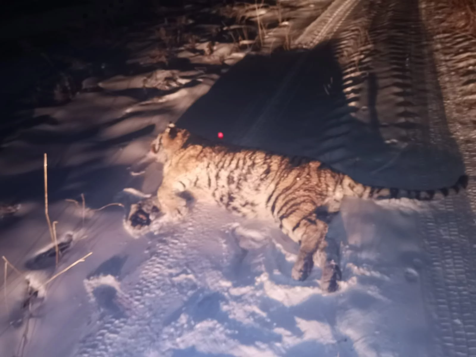 Министерство лесного хозяйства и охраны объектов животного мира Приморского края