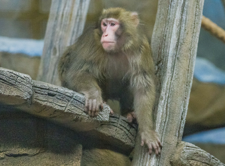 Telegram-канал Новосибирского зоопарка им. Шило 