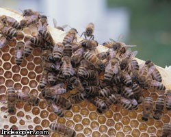 Ученые: Пчелы умеют считать до четырех 