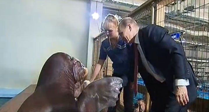 В Приморье В.Путин навестил тигриц, дельфинов и моржей