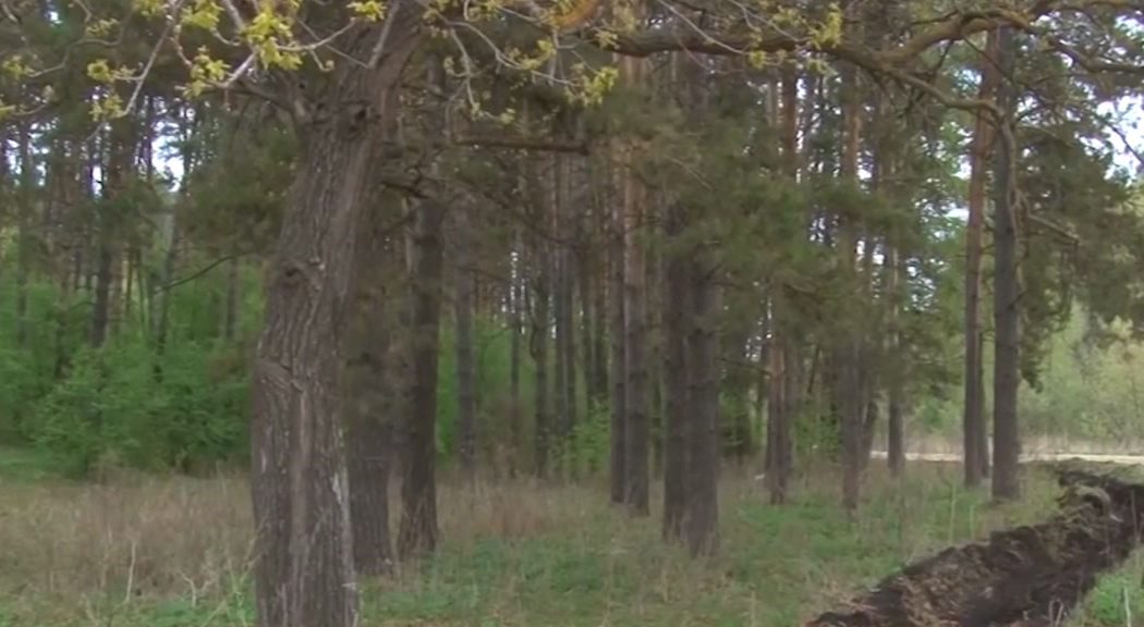 Обустройство участка Черняевского леса оценили в 57 млн руб.