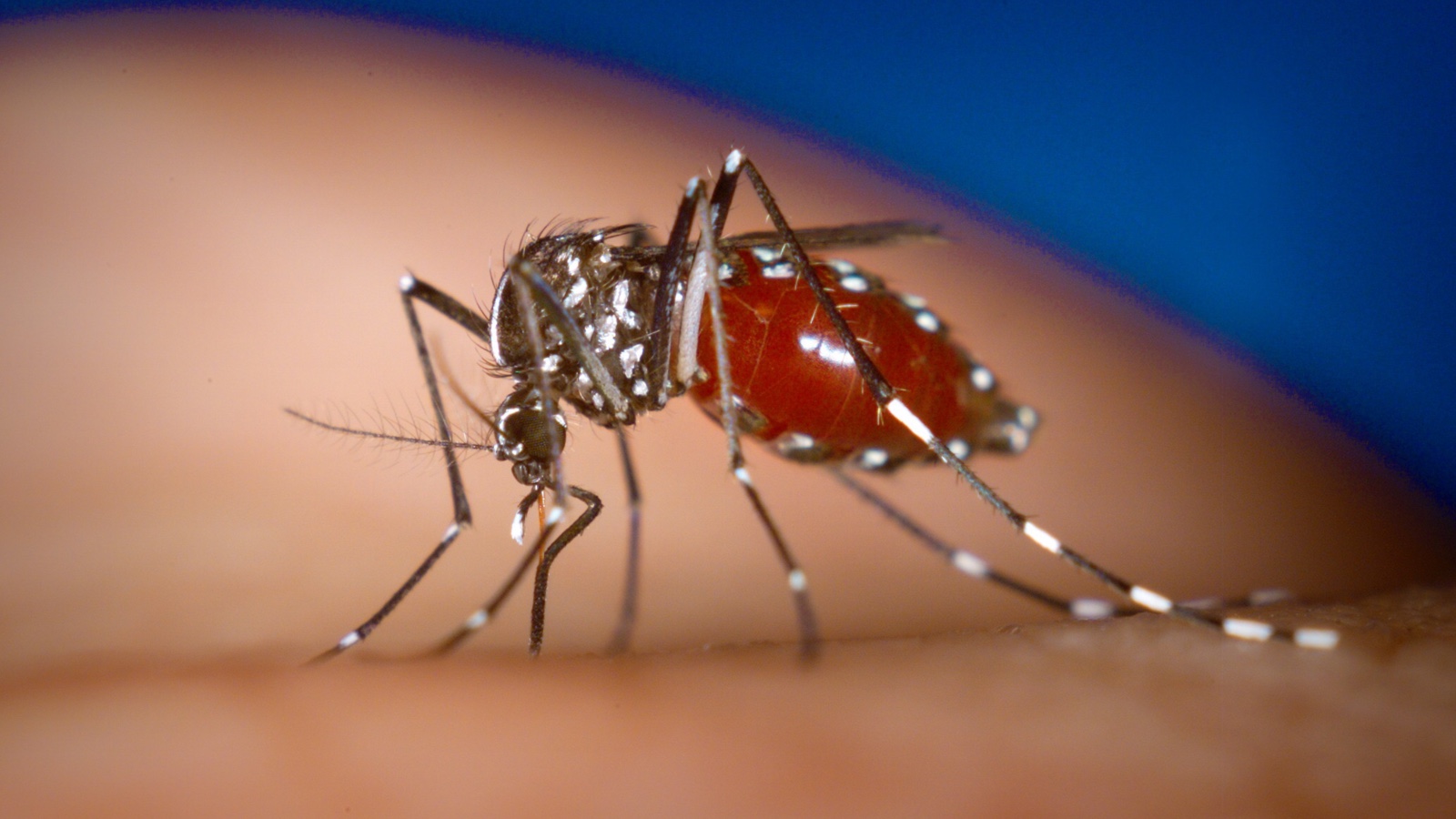 Один из переносчиков чикунгуньи — комар вида Aedes albopictus