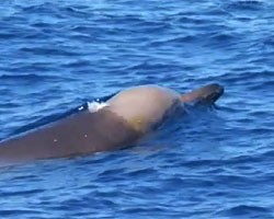 Ученые обнаружили у берегов Тасмании древнейшего в мире кита