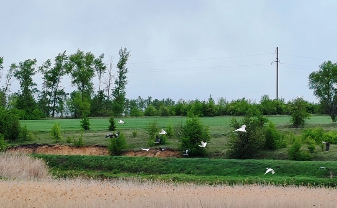 РБК Черноземье