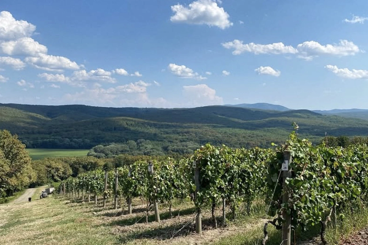 Действующая винодельня пока одна — «Собер Баш», и ее обязательно стоит посетить, тем более что расположена она всего в сорока минутах езды от Краснодара