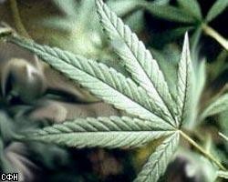 Британские министры признались в употреблении марихуаны 