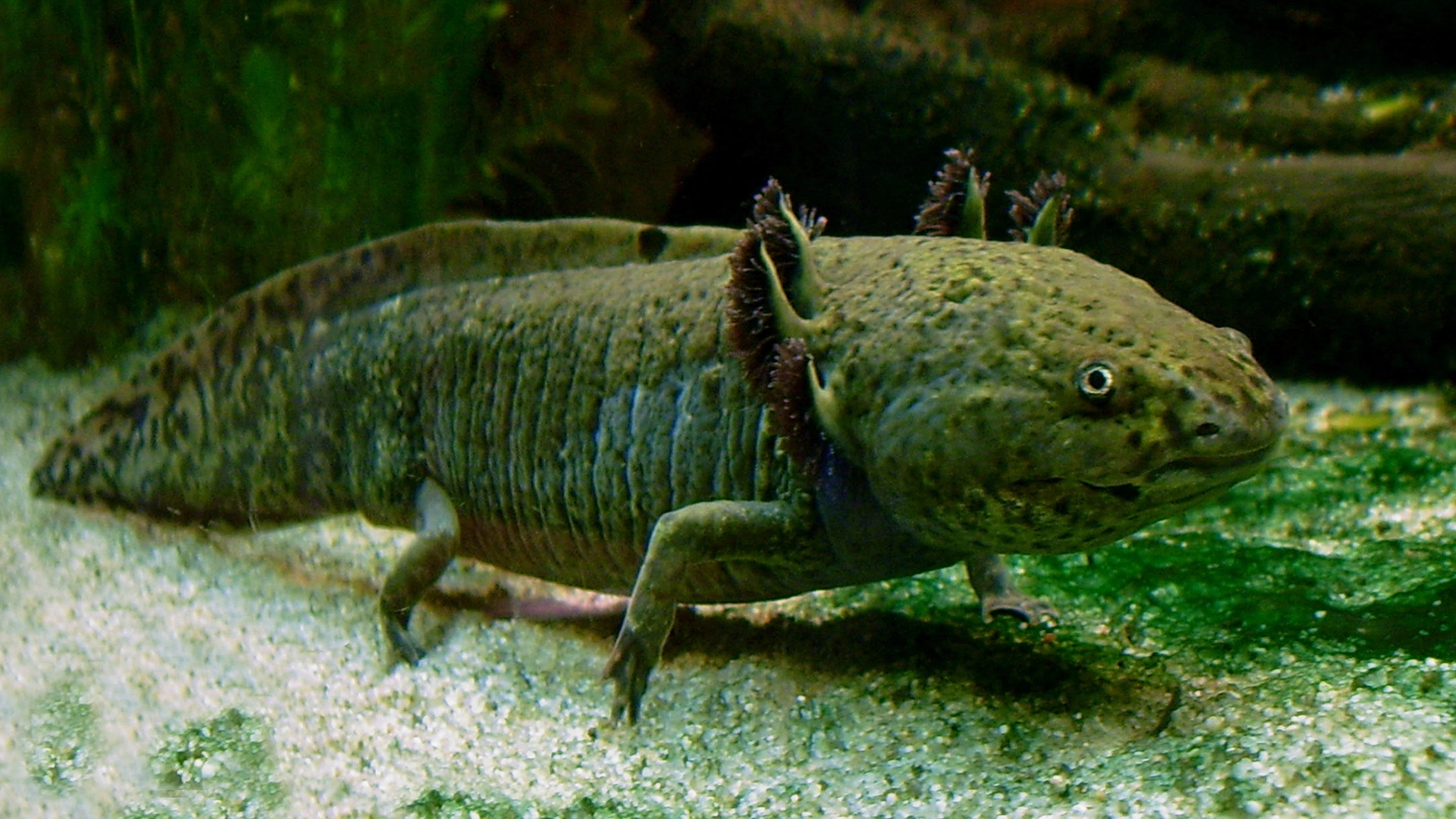  Ambystoma mexicanum - Picture Fish