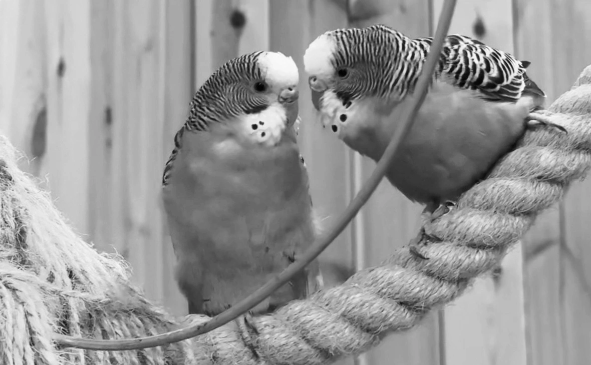 mir_popugayev_spb / VK