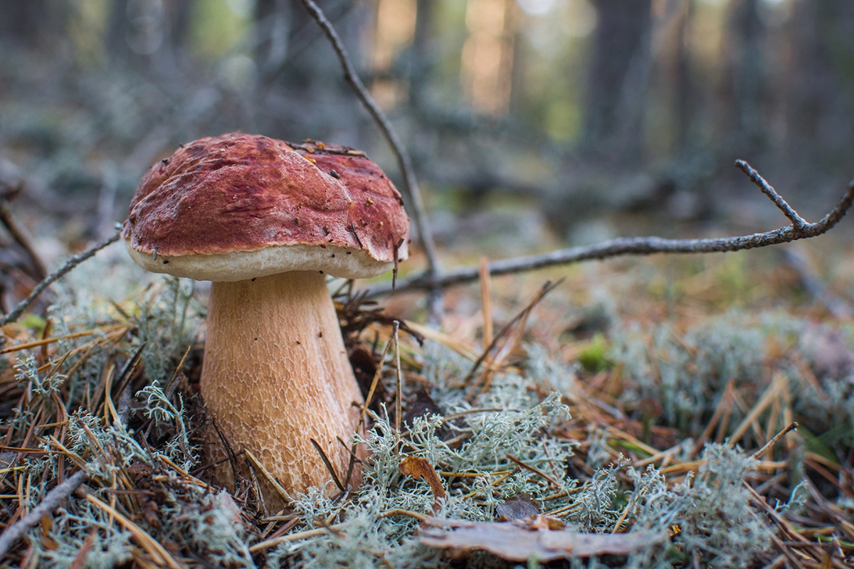 Белый гриб сосновый (Boletus pinophilus)