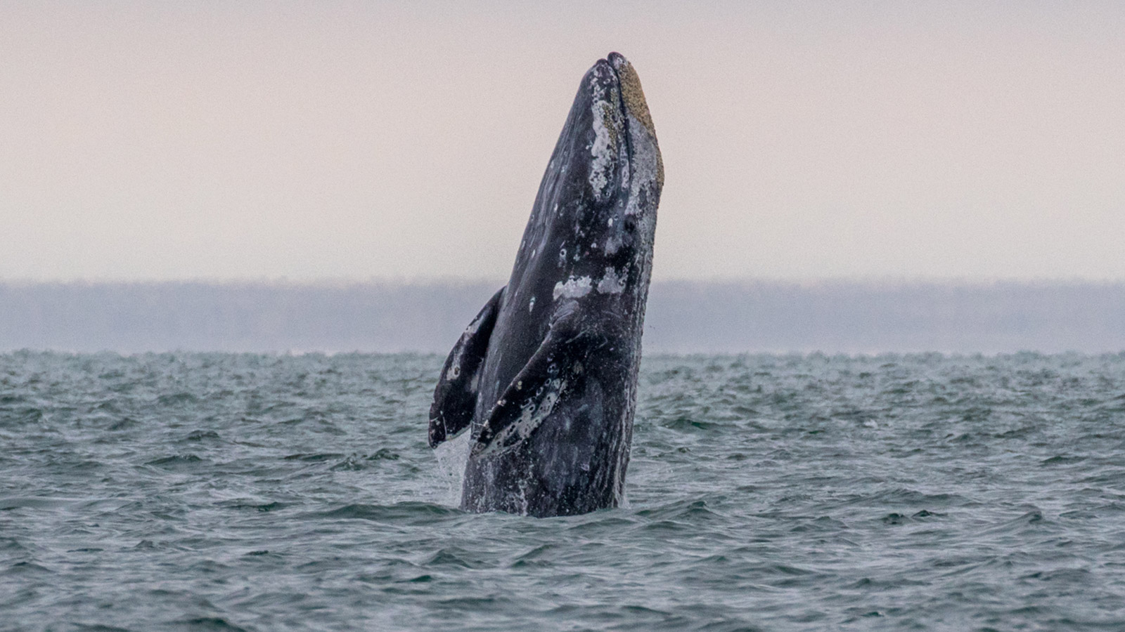 <p>Серый кит</p>