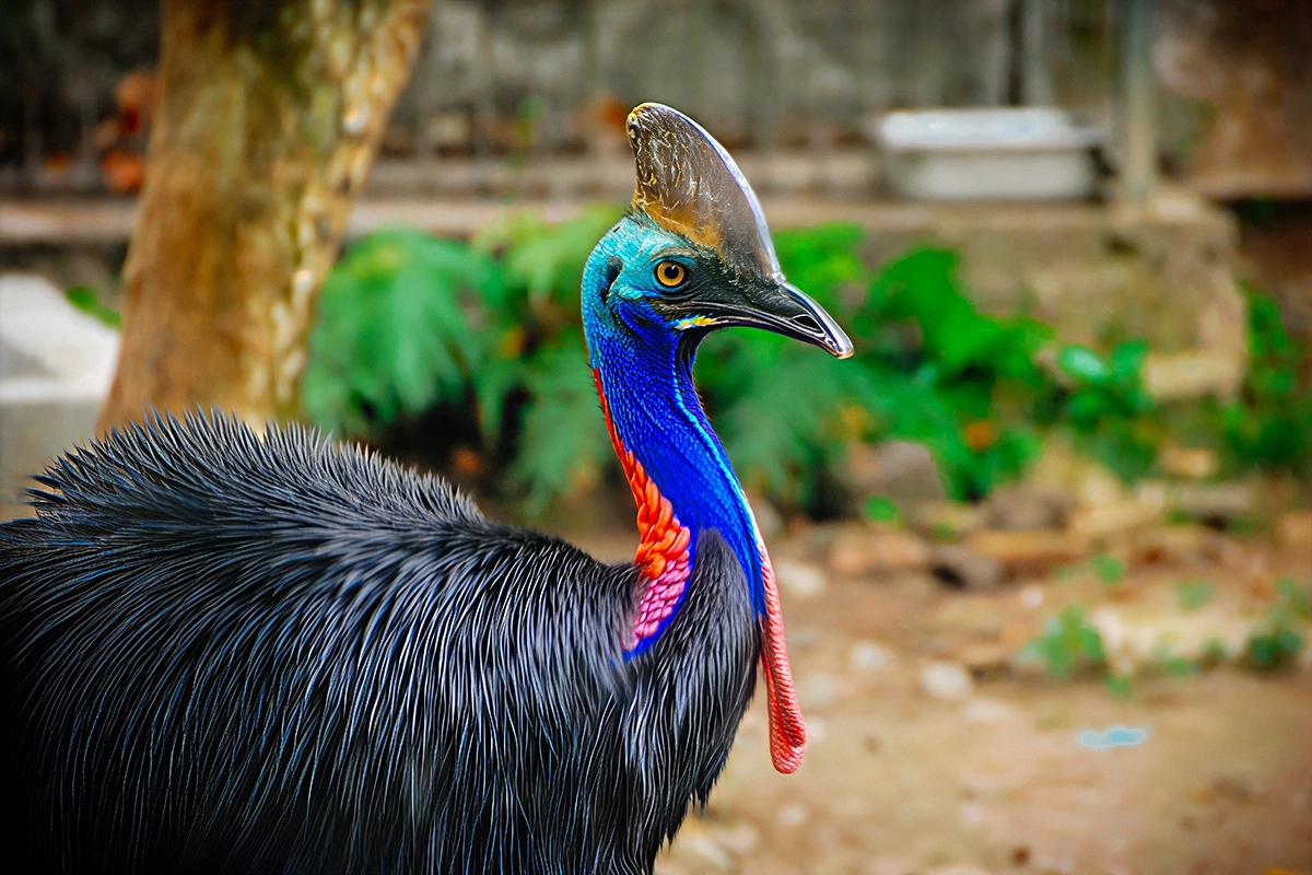 Эти птицы живут скрытно, обитают в тропических лесах и питаются в основном плодами, играя важную роль в распространении семян