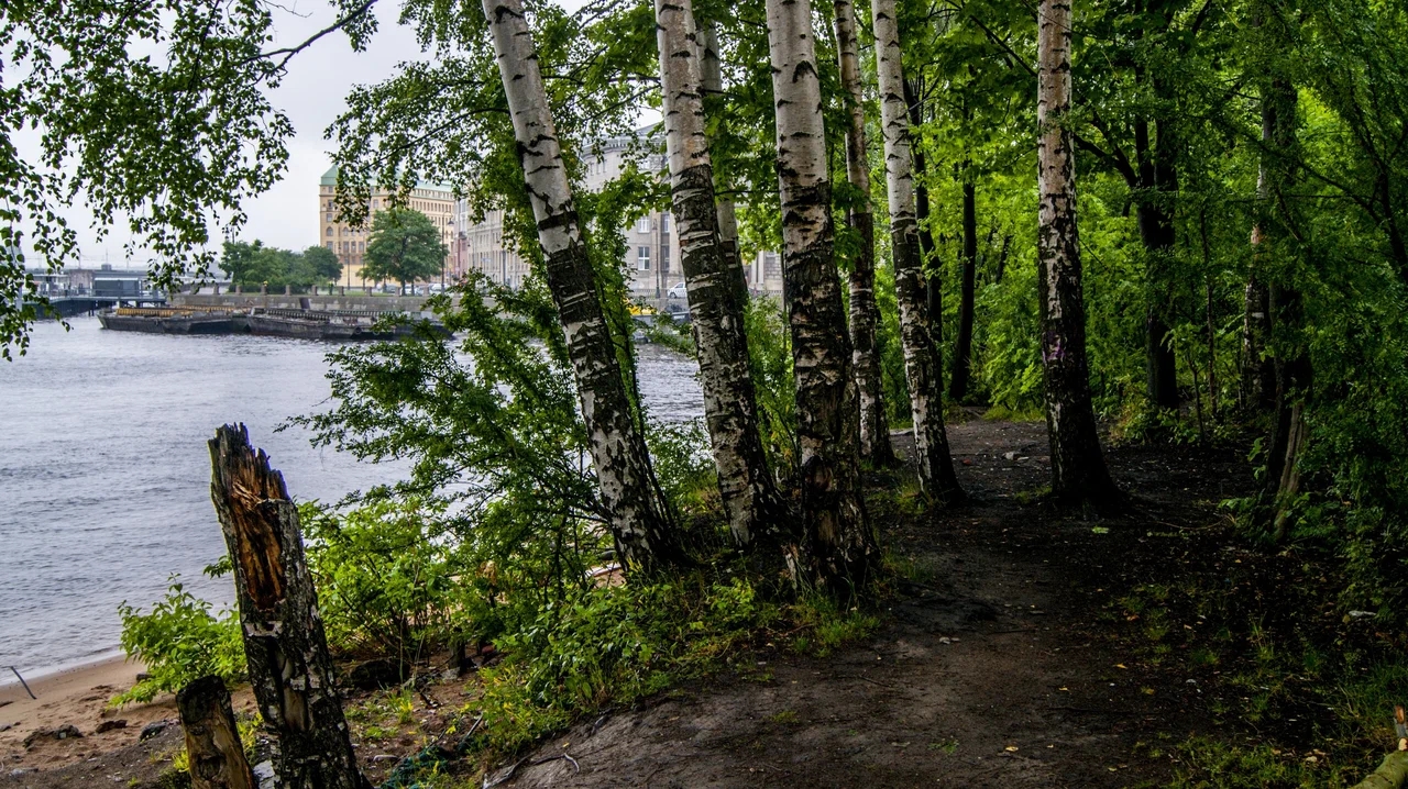 Вид парка &laquo;Заросли&raquo; в Санкт-Петербурге