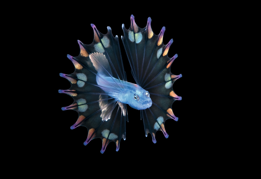 Личинка рыбы-треножника.&nbsp;Палм-Бич, Флорида, США
&nbsp;