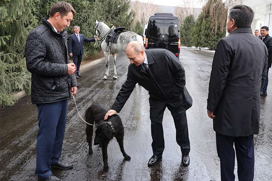 Еще одну собаку&nbsp;&mdash; киргизскую борзую по кличке Шерхан&nbsp;&mdash; и орловского рысака Путину подарили 28 марта во время его поездки в Киргизию