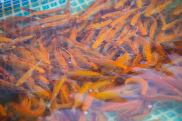 Александр Подгорчук