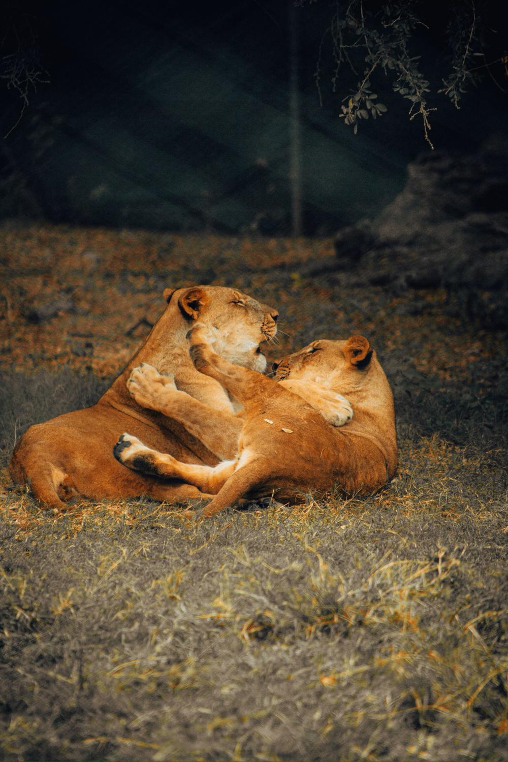 Львицы в парке&nbsp;Casela Nature Parks