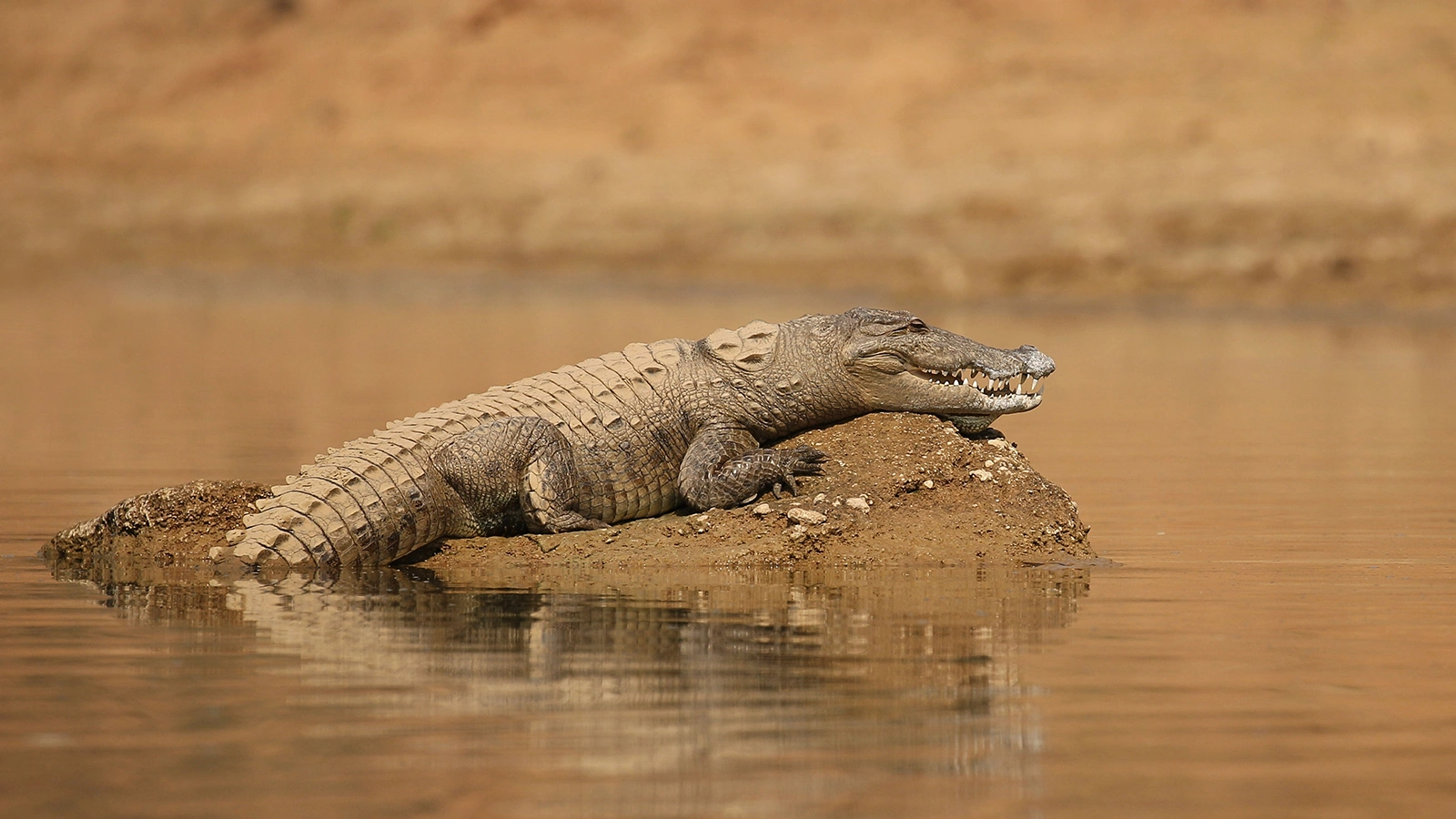 PhotocechCZ / Shutterstock / FOTODOM 