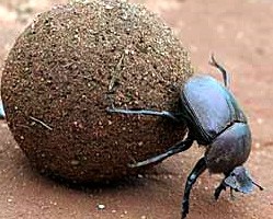 Ученые нашли самого сильного жука в мире