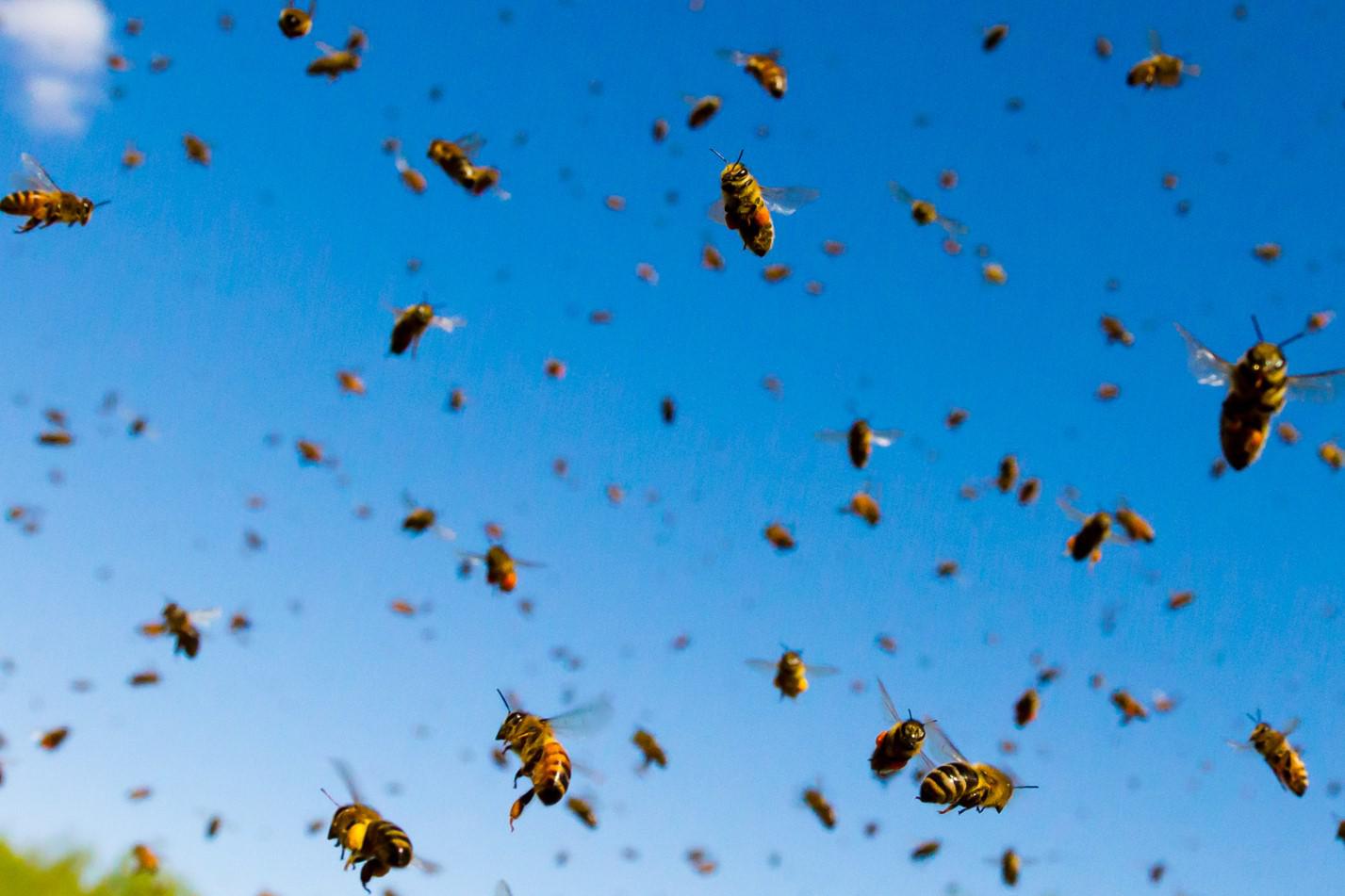Лучшая профилактика укусов пчел &mdash; не допускать их роения вблизи жилища