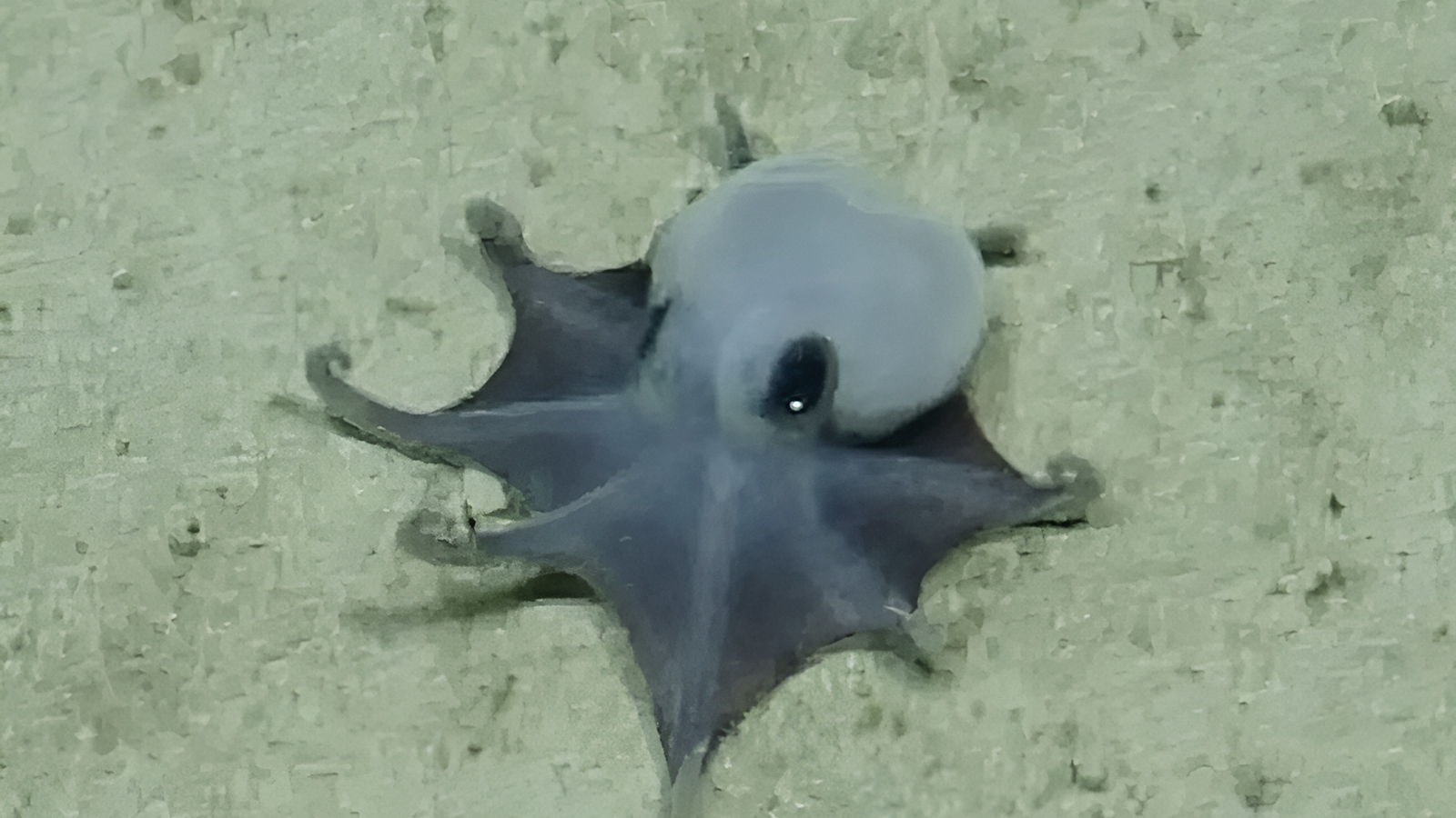 Microeledone galapagensis