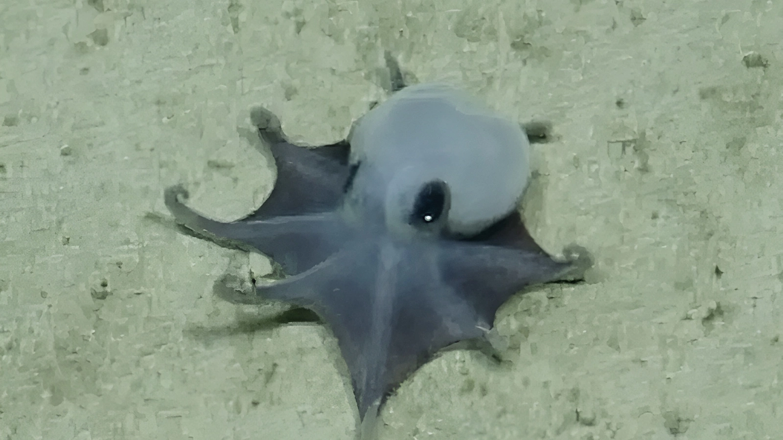 Microeledone galapagensis