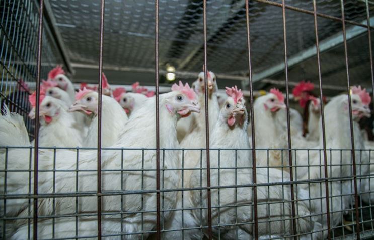 Закрытая после птичьего гриппа птицефабрика запустит производство в марте