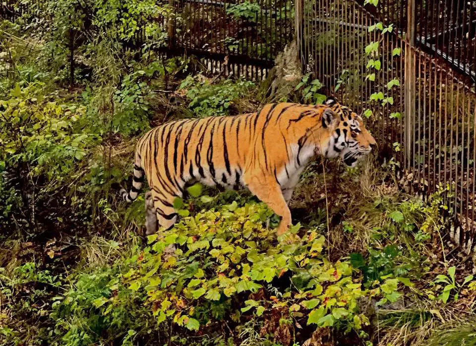 РБК Приморье