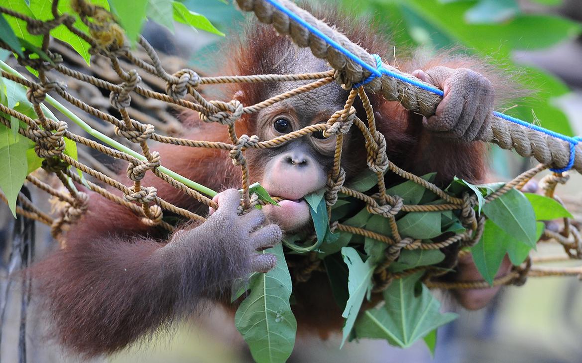В Малайзии заявили о планах продвигать «дипломатию орангутангов»