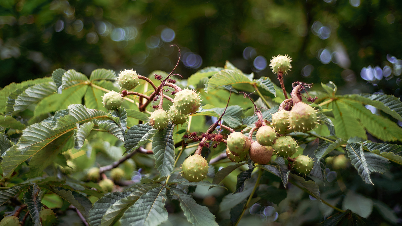 В Крыму срубили считавшийся единственным пятиствольный каштан. Причина