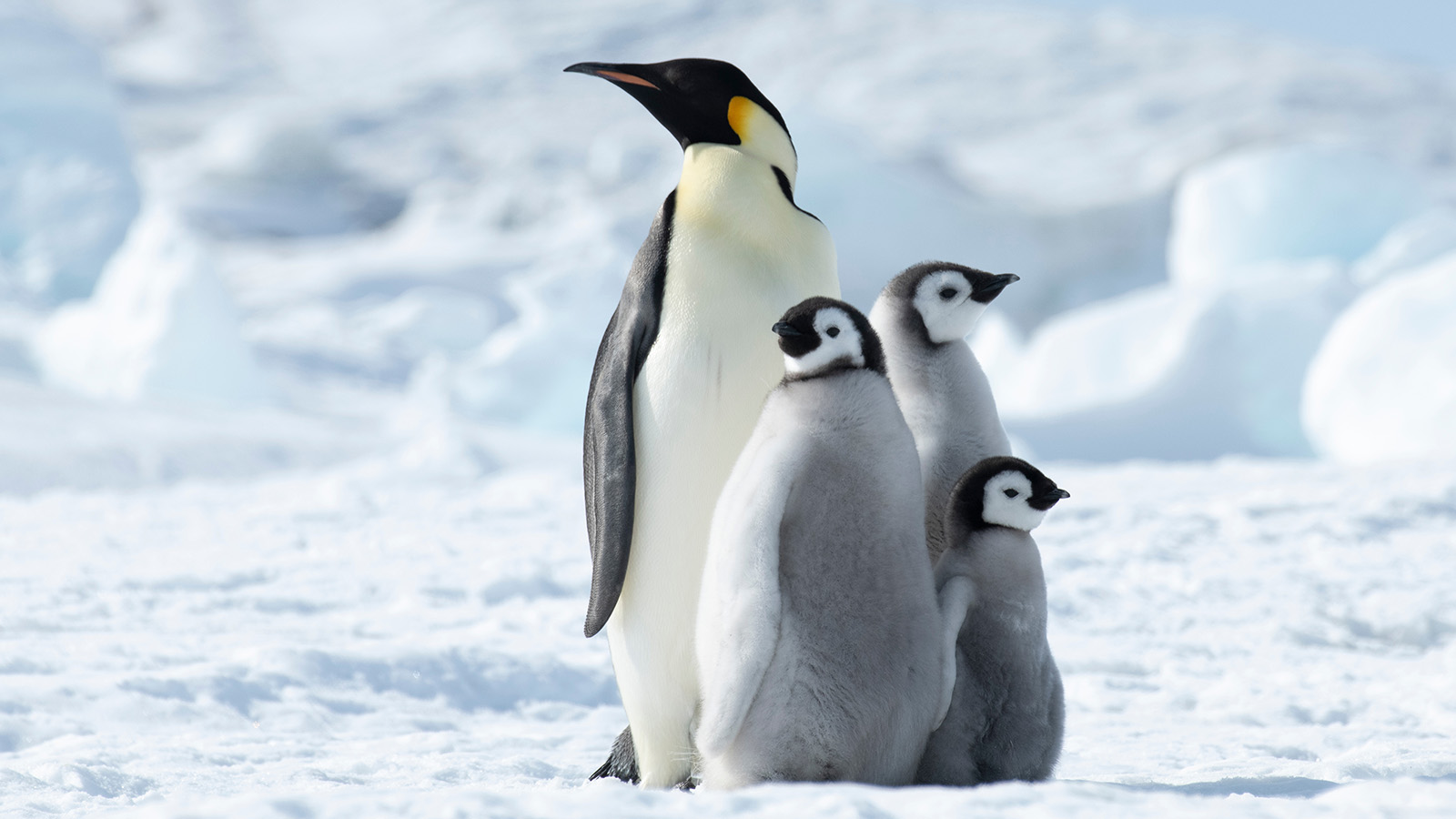 Императорским пингвинам грозит вымирание. В чем причина