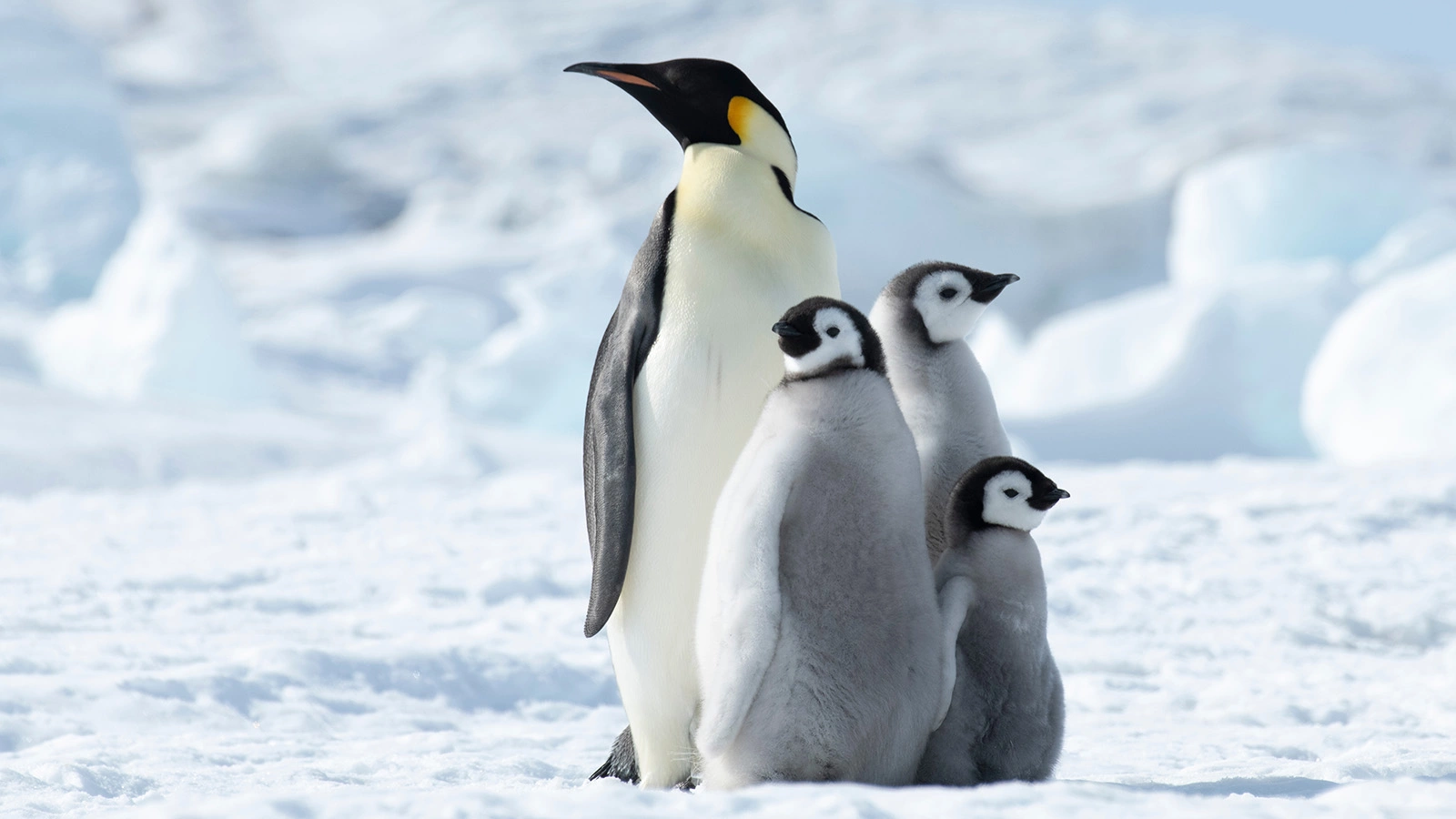 Императорским пингвинам грозит вымирание. В чем причина